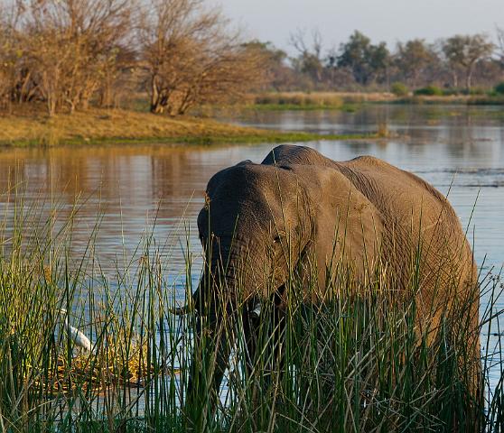 218 Linyanti, olifant.jpg